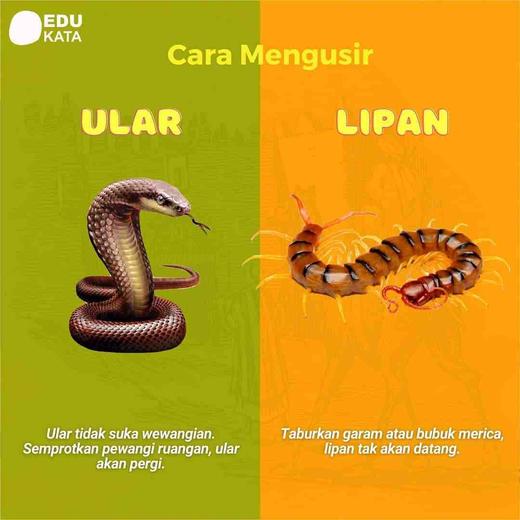 Tips Cara Mengusir Hewan Dan Serangga Pengganggu Atmago Tips Cara Mengusir Hewan Dan Serangga Pengganggu Atmago