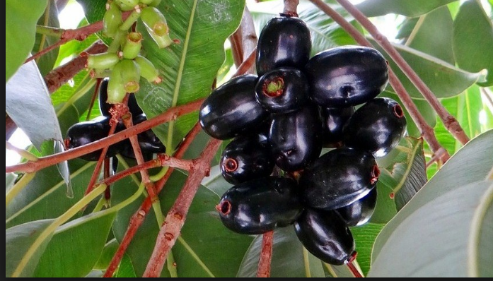Buah Jamblang: Khasiat Luar Biasa untuk Kesehatan