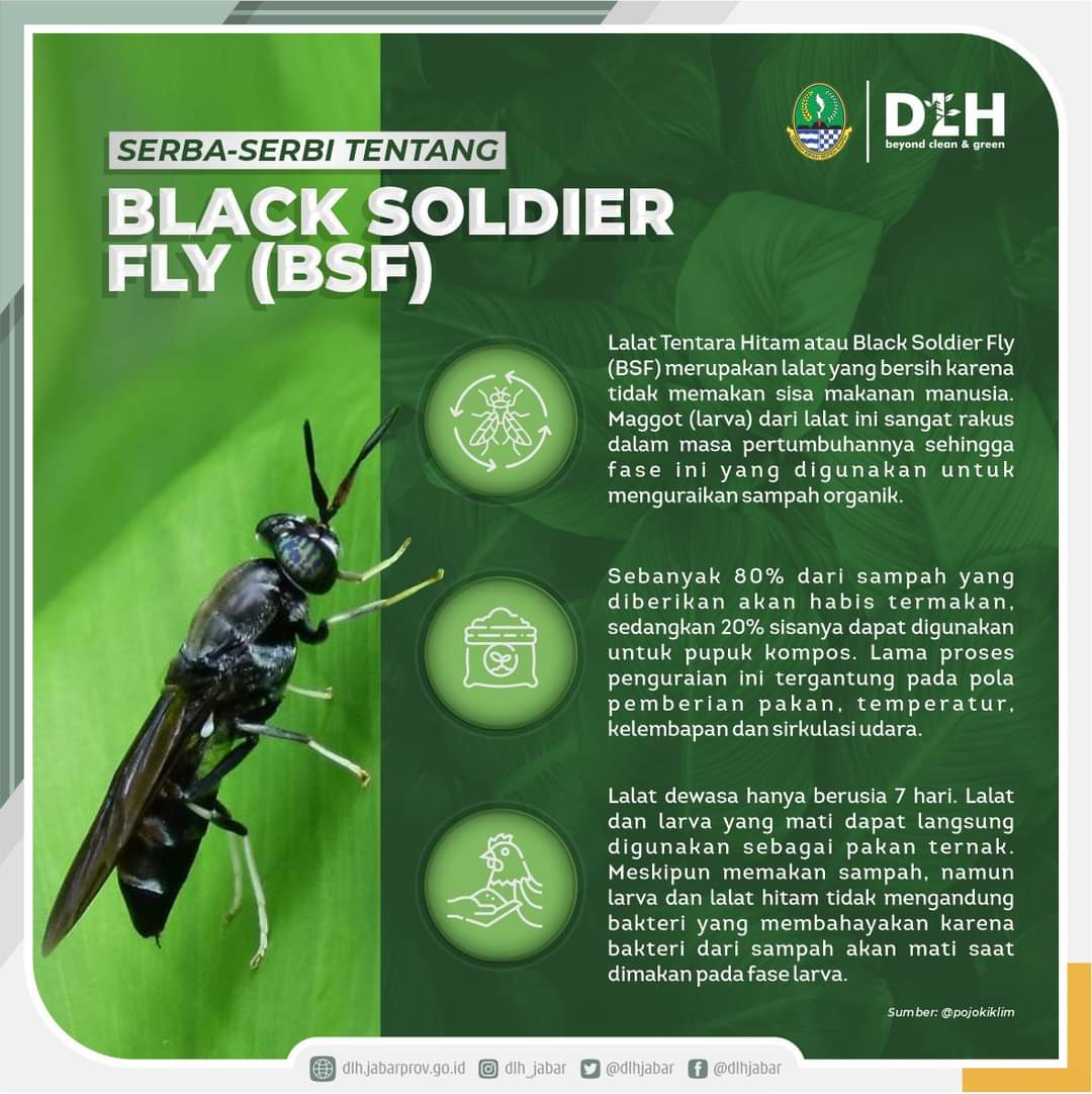 Whole Dried Black Soldier Fly Larvae - PBS Animal Health