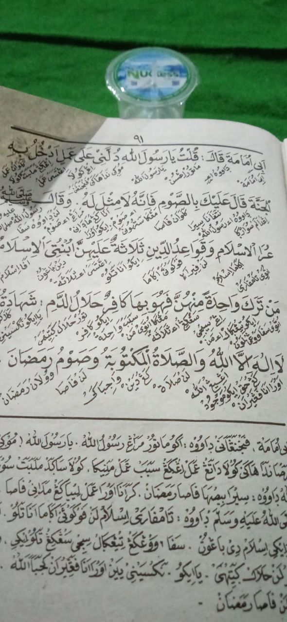 Orqa tomondan mushukning yaqindan surati