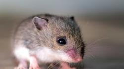 3620 small menghadang tikus dengan cuka di rumah