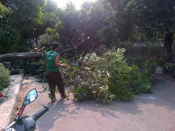 383 small posko penanggulangan pohon tumbang