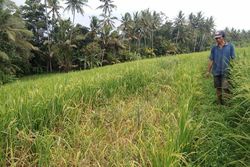 50689 small balipostcom petani subak serongga resah puluhan hektar padi diserang hama tikus 01 696x464