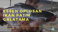 59636 small essen oplosan ikan patin galatama