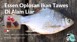 62063 small essen oplosan ikan tawes
