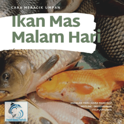 63716 small cara meracik umpan ikan mas malam hari anti boncos