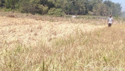 64607 small warga jatim siap siap jawa timur akan alami 60 hari tanpa hujan