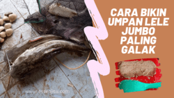 64807 small umpan ikan lele