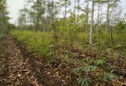 70290 small bnpb saatnya pengelolaan lahan gambut tanpa bakar