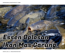 70673 small umpan ikan mas garung%281%29